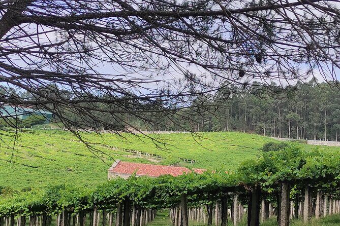 Rias Baixas PRIVATE Shore tour - What’s Included and What’s Not