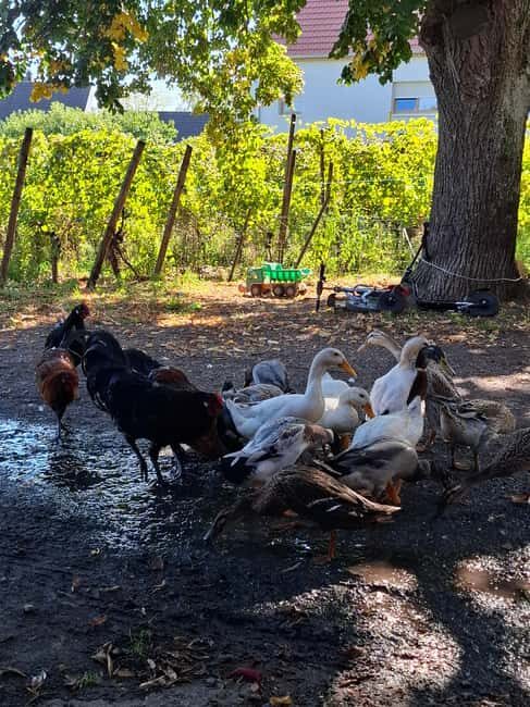 Ribeauvillé: Tasting and discovering natural and traditional wines - Key Points