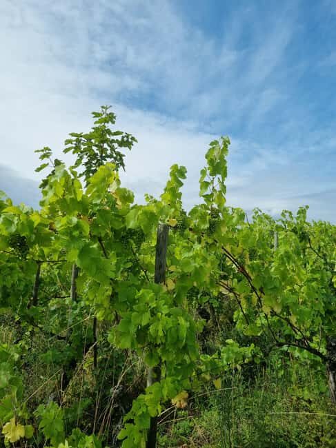 Ribeauvillé: Tasting and discovering natural and traditional wines - Practical details