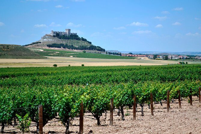 Ribera del Duero Small Group Tour: Tapas & Wine Tasting - Key Points