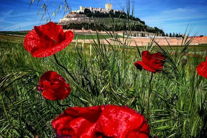 Ribera del Duero Tour: 4 Wineries Visit, Wine Tasting & Lunch - The Experience: What Will You Actually Do?