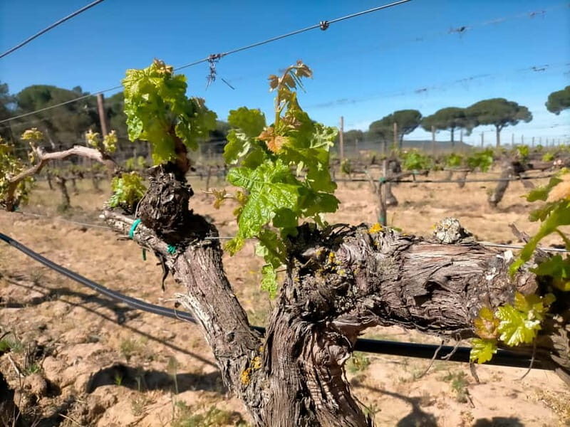 Ribera del Duero Tour From Madrid: 2 Wineries with Transport - Who Is This Tour Best For?