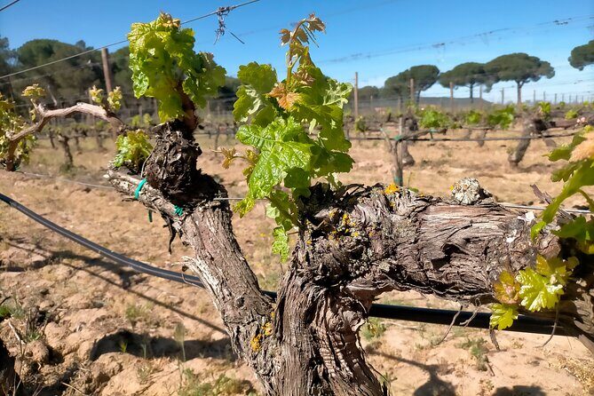 Ribera del Duero Tour: Three Wineries & Lunch from Madrid - Value for Money: Is It Worth the Price?