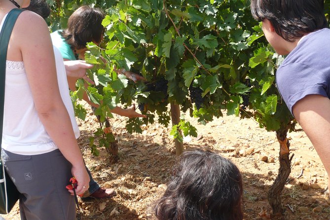 Ribera del Duero Wineries Guided Tour & Wine Tasting from Madrid - Winery Stop in Aranda de Duero: From Grape to Bottle