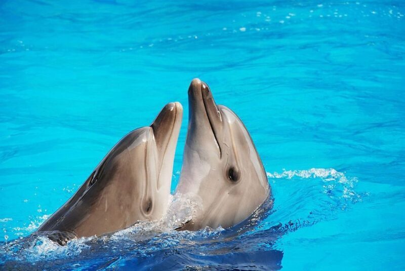 Riccione: Oltremare Park Entrance Ticket - Practical Details and Tips for Visitors