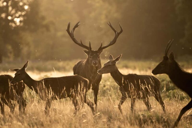 Richmond Park, London: Sunset Wildlife Photography Workshop - An Honest Look at the Richmond Park Sunset Wildlife Photography Workshop