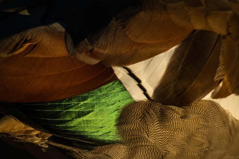 Richmond Park, London: Sunset Wildlife Photography Workshop - FAQ