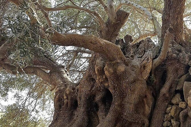 Richtis Waterfall, History, Azoria, OliveTasting, NorthCoast - Who Will Love This Tour?