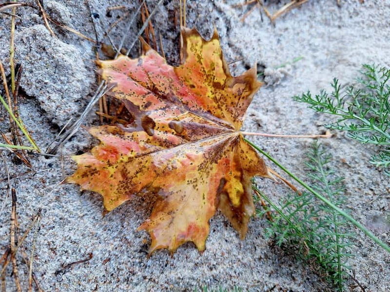 RIGA: Enjoy the Ethnographic Open-Air Museum of Latvia - What the Reviews Say