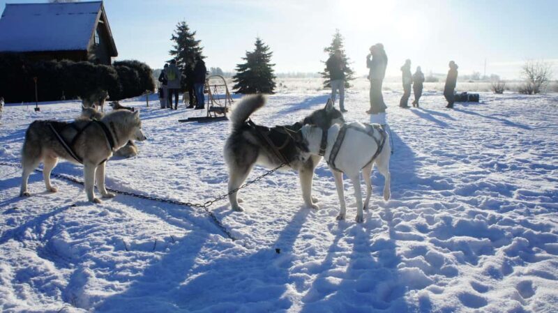 Riga: Husky Dog Sledding and Ride in Bobsleigh Track - Key Points