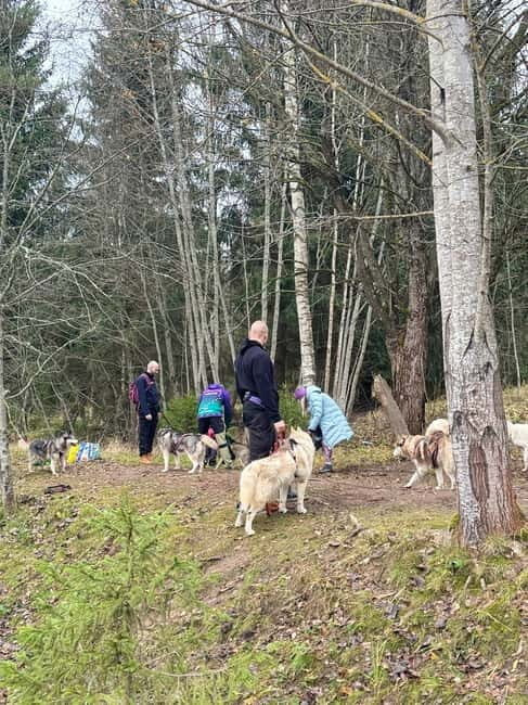Riga: Husky Hike in the Nature Trail - Key Points