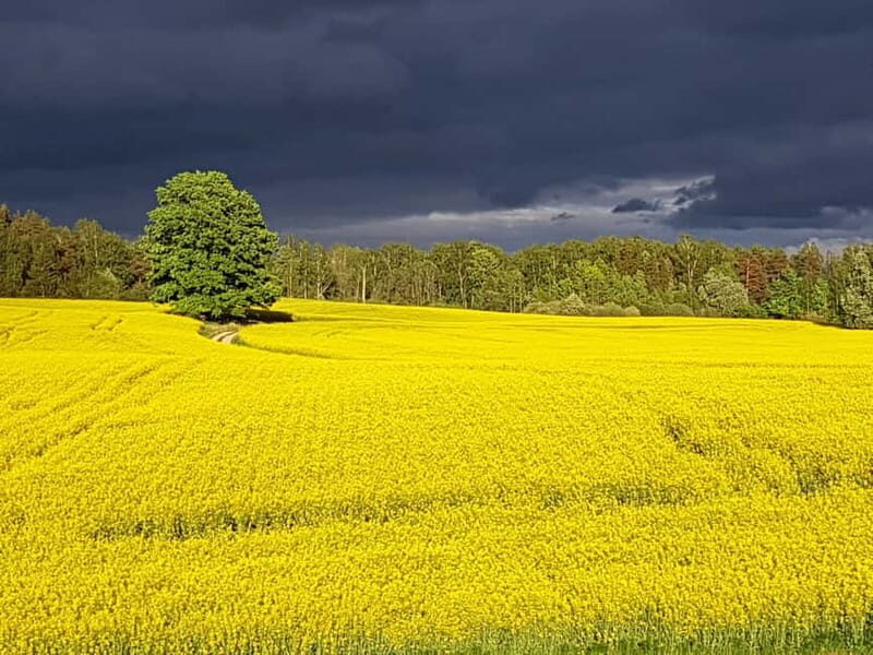 Riga: Nearby Manors and Castles Tour - An Overview of the Experience