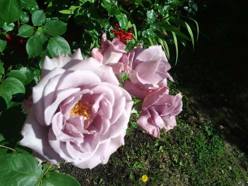 Riga: Nearby Manors and Castles Tour - FAQ