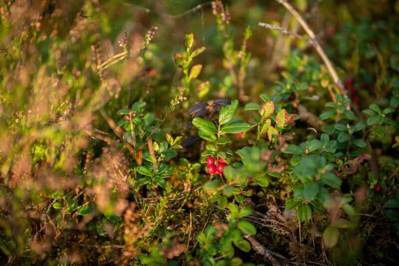 Riga: Seaside Nature Park Walk with a Local Photographer - Key Points