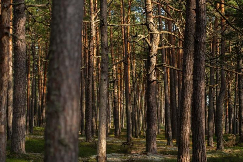 Riga: Seaside Nature Park Walk with a Local Photographer - Final Thoughts