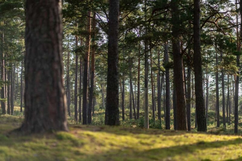 Riga: Seaside Nature Park Walk with a Local Photographer - FAQ