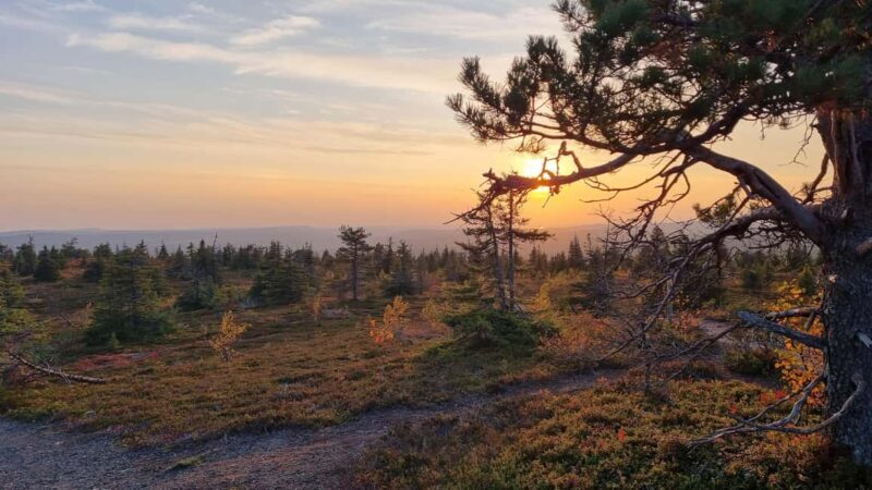 Riisitunturi National Park Guided Hike - Pricing and Value