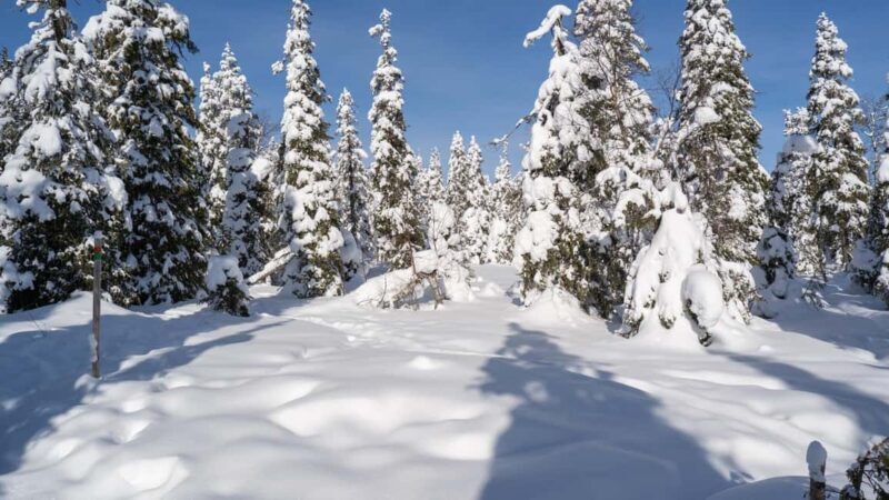 Riisitunturi National Park Hike - The Sum Up