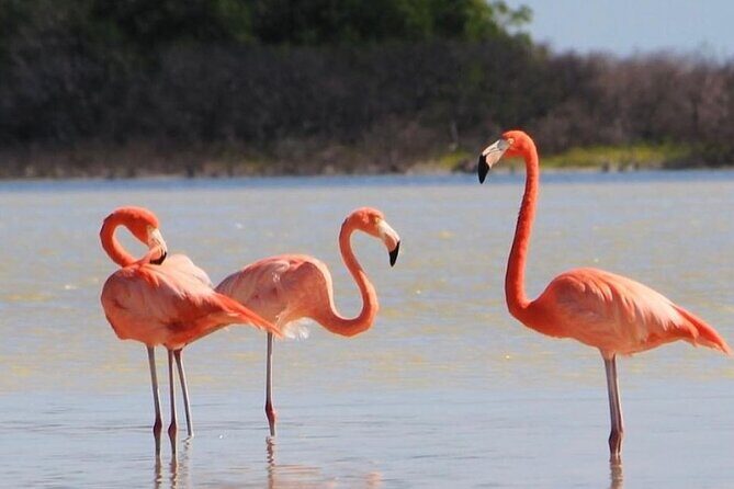 Rio Lagartos and Las Coloradas Day Tour from Cancun - FAQs
