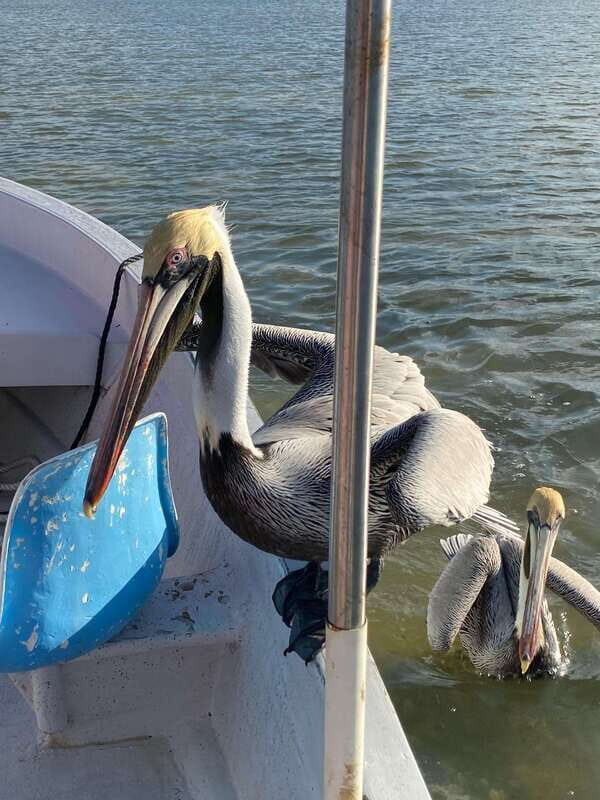 Rio Lagartos and Las Coloradas: EcoSafari Flamingo classic - FAQ