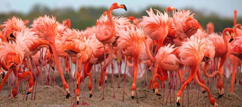 Rio Lagartos and Las Coloradas: EcoSafari Flamingo Luxury - An In-Depth Look at the Rio Lagartos and Las Coloradas Experience