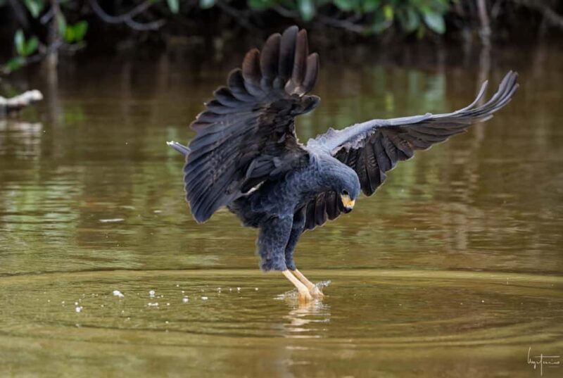 Rio Lagartos and Las Coloradas: EcoSafari Flamingo Luxury - The Real-World Experience: What It Feels Like