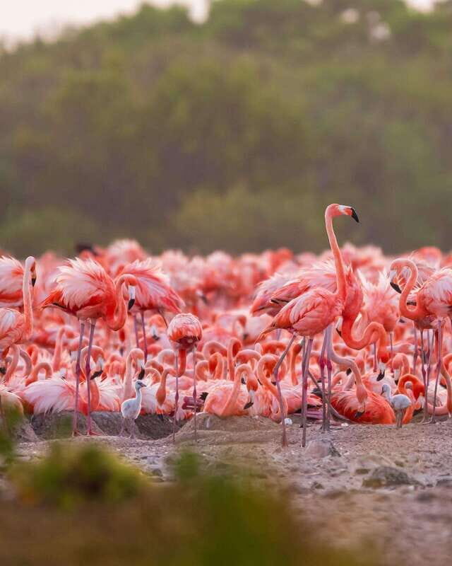Rio Lagartos and Las Coloradas: EcoSafari Flamingo Luxury - Additional Resources