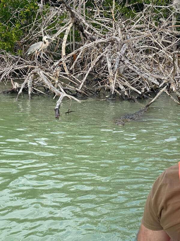 Río Lagartos and Las Coloradas: Natural Experience - Final Thoughts