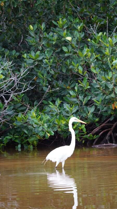Rio Lagartos and San Felipe: Isla Cerritos, Cenote Kambulnah and Pesca. - Key Points