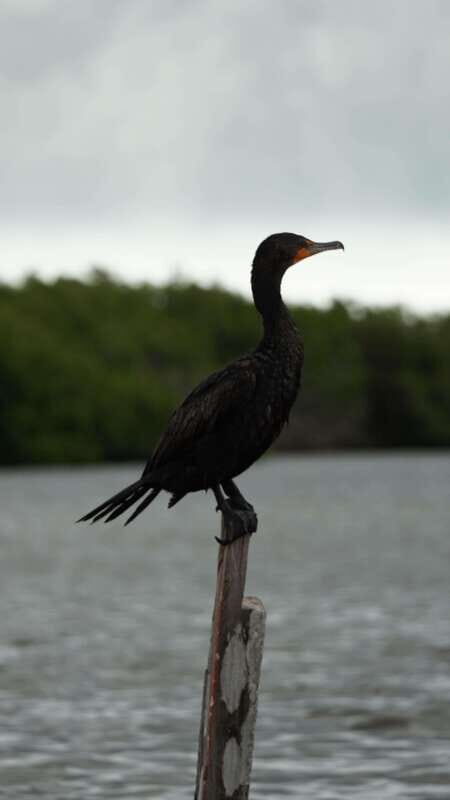 Rio Lagartos and San Felipe: Isla Cerritos, Cenote Kambulnah and Pesca. - A Closer Look at the Tour Experience