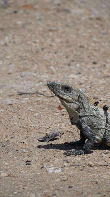 Rio Lagartos and San Felipe: Isla Cerritos, Cenote Kambulnah and Pesca. - FAQ