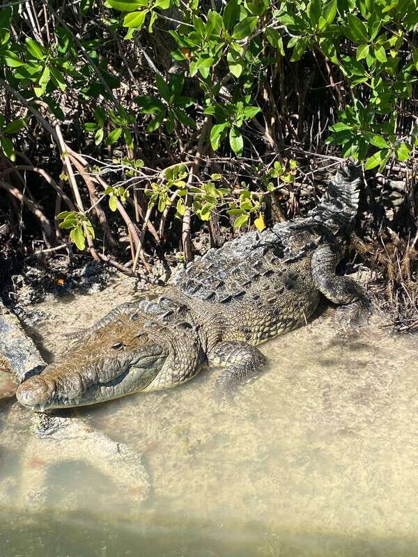 Rio Lagartos Expedition: boat journey through the mangrove - An In-Depth Look at the Río Lagartos Experience