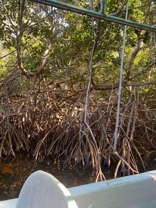 Rio Lagartos Expedition: boat journey through the mangrove - FAQ