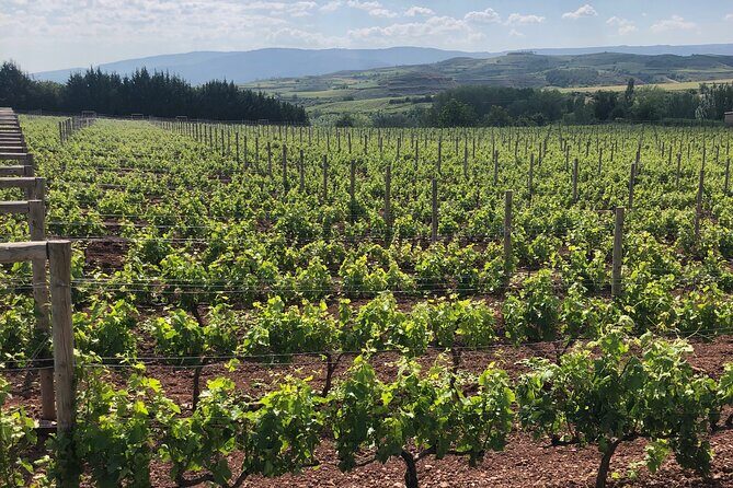 Rioja Day Tour: Explore Three Wineries with Tastings - Why This Tour Is a Great Choice