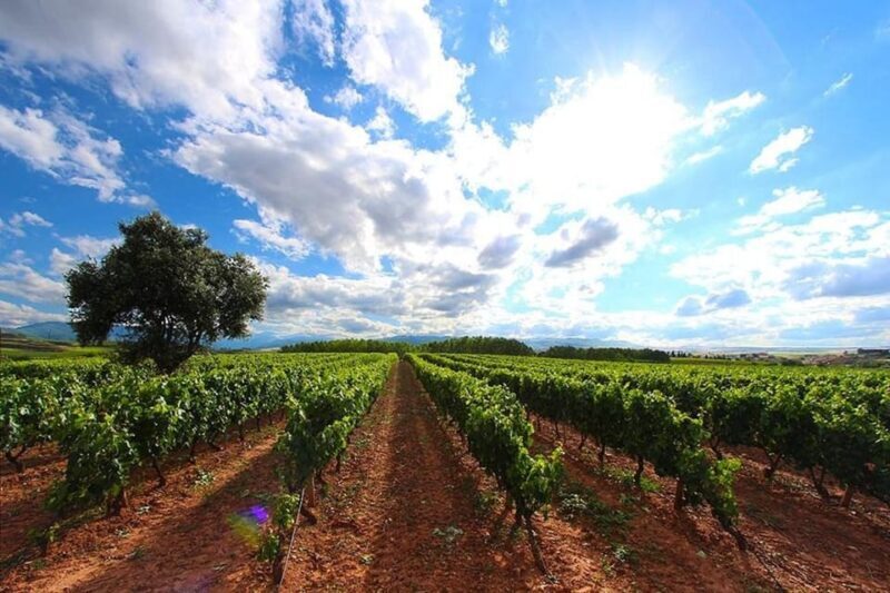 Rioja: Wine tasting and sampling at the Martínez Alesanco family winery - Key Points