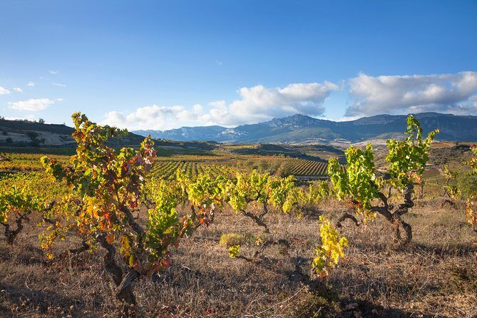 Rioja Wine Tour: 2 Wineries From Bilbao - Key Points