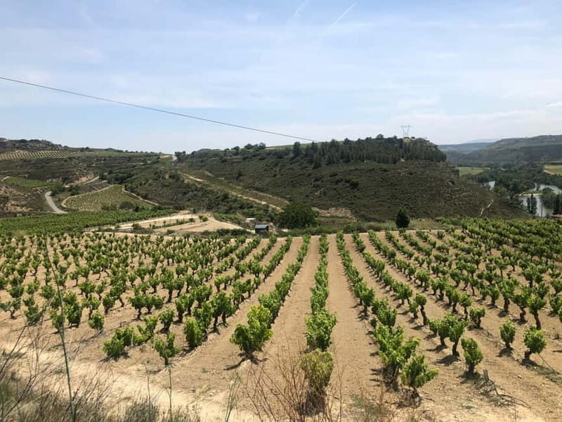 Rioja Wine Tour: 3 Wineries & Pintxos Lunch - FAQ