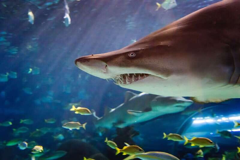 Ripley's Aquarium: Sharks After Dark Entry (After 5PM) - Key Points