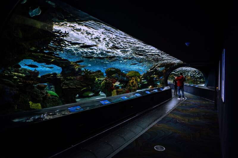 Ripley's Aquarium: Sharks After Dark Entry (After 5PM) - FAQ