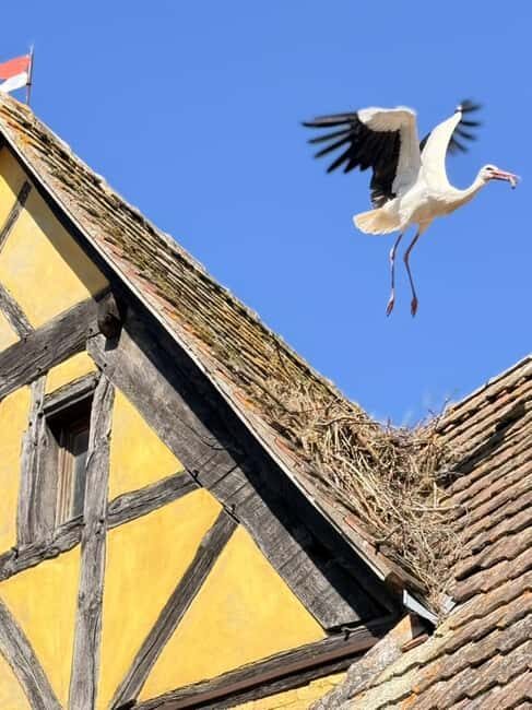 Riquewihr: the pearl of the vineyards with a local guide and tastings - Why You Might Enjoy This Tour