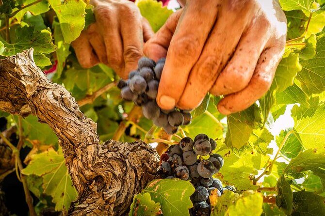 Rivaltes  Secrets of the Terroir and Tasting of Unique Wines! - Who Is This Tour Best For?