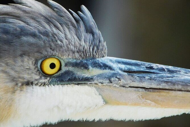 River Cruise Tour with Manatee Viewing - Who Is This Tour Best For?