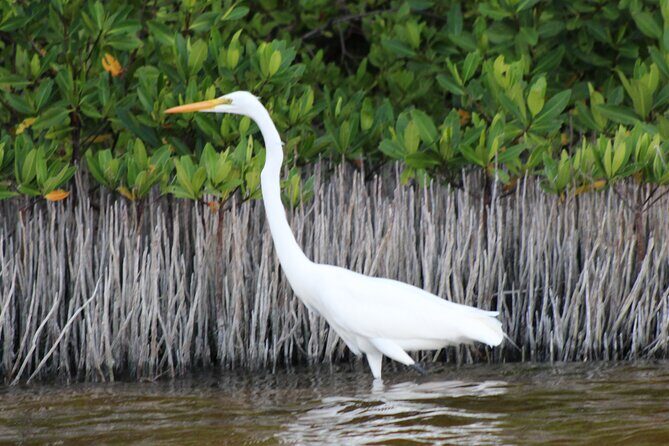 River Lizards Boat Tour for Flora and Fauna Observation - Value for the Price