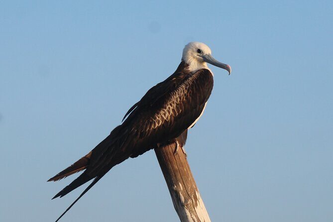River Lizards Boat Tour for Flora and Fauna Observation - Final Thoughts