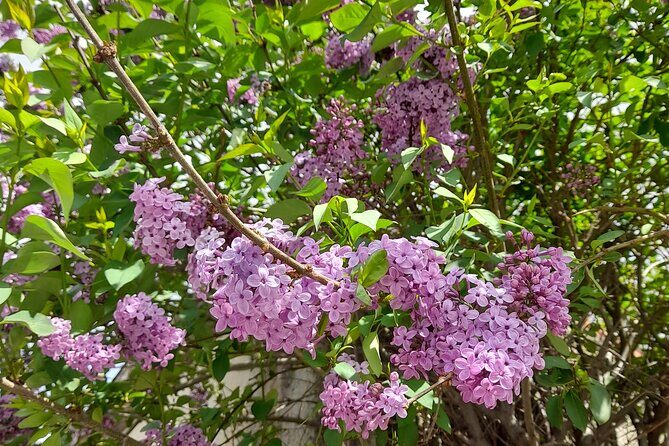 Riverbank Adventure in Naxos (Kinidaros - Eggares) - An In-Depth Look at the Riverbank Adventure