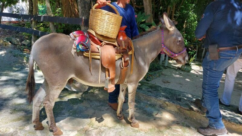 Riviera Maya: Horseback Riding at Rancho Bonanza - What Is This Tour Really Like?