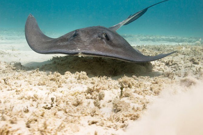 Riviera Maya Luxury Snorkeling Cruise with Lunch and Drinks - FAQ