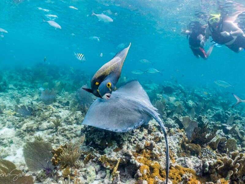 Riviera Maya: Private Catamaran Sailing for 42 Guests - Key Points