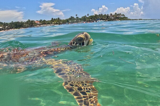 Riviera Maya Private Snorkeling Tour Adventure - The Value Proposition