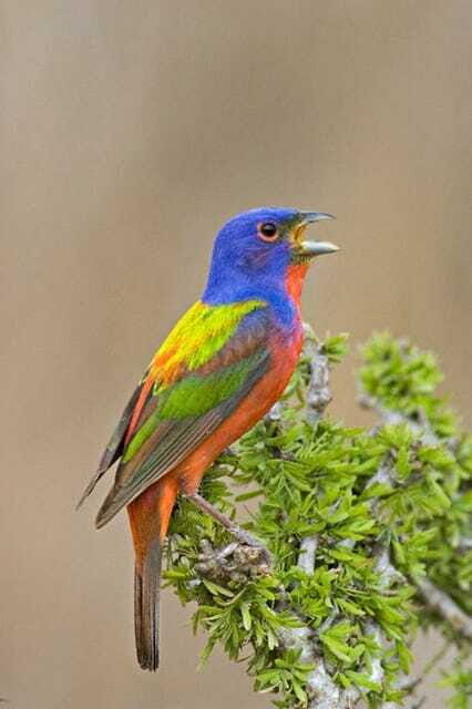 Riviera Maya: Puerto Morelos 4-Hour Bird Watching Tour - What to Expect from the Tour